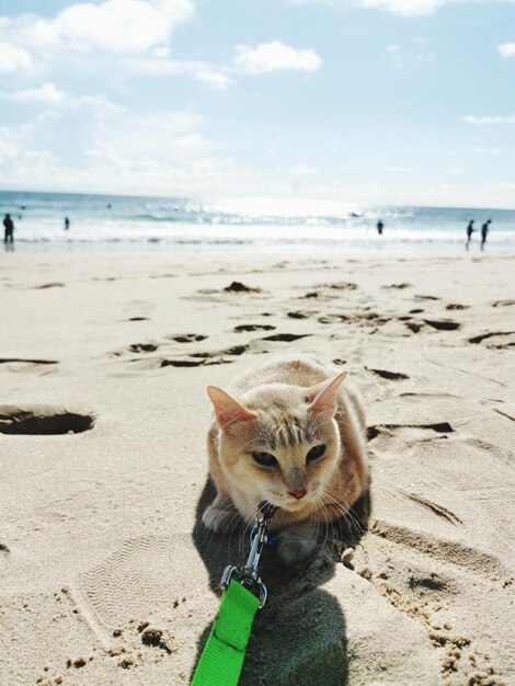 Foto uitzicht op een kat op het strand