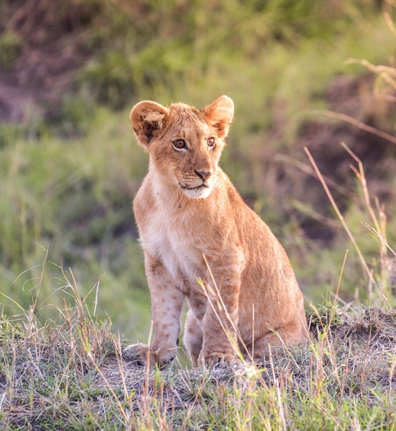 Foto uitzicht op een kat op het veld