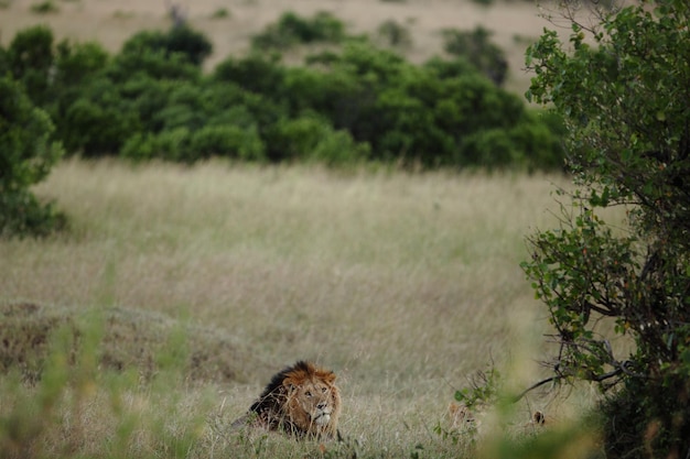 Uitzicht op een kat op het veld