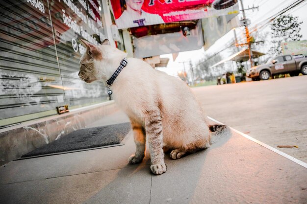 Foto uitzicht op een kat op straat