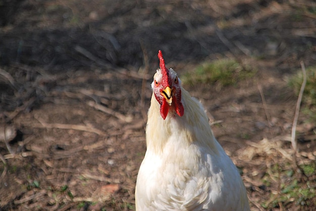 Uitzicht op een kip op een boerderij