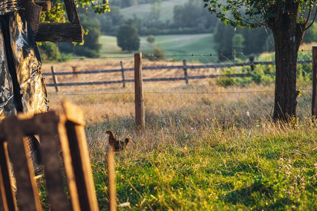 Foto uitzicht op een kip op het veld