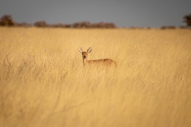 Uitzicht op een kleine antilope in de savanne