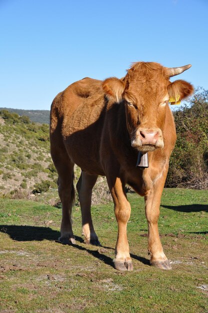 Foto uitzicht op een koe op het veld