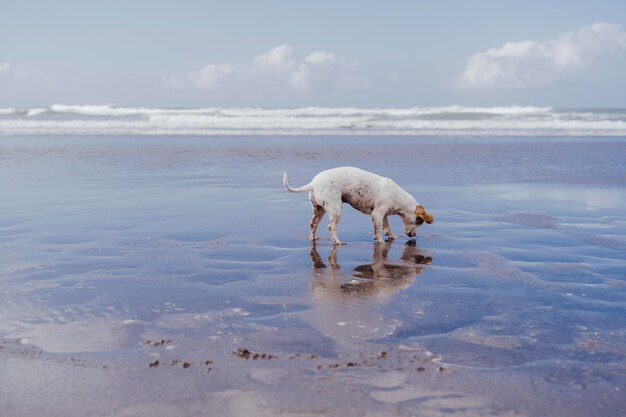 Uitzicht op een krab op het strand tegen de lucht