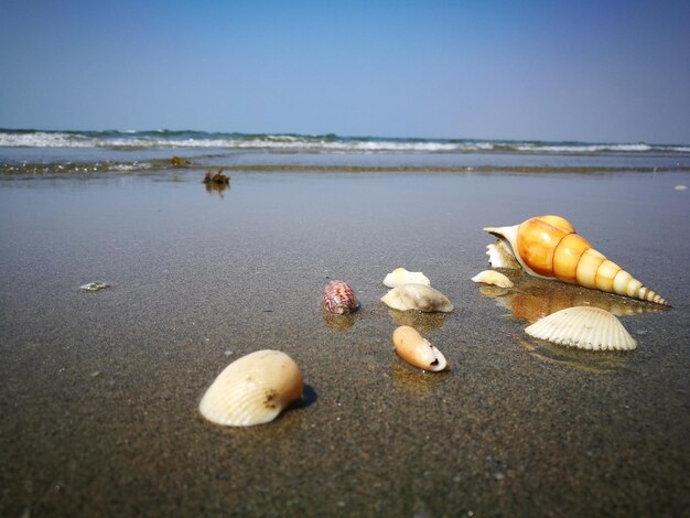 Uitzicht op een krab op het strand tegen de lucht