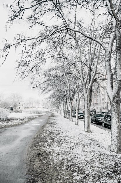 Uitzicht op een laan met bomen in een koude besneeuwde lente.