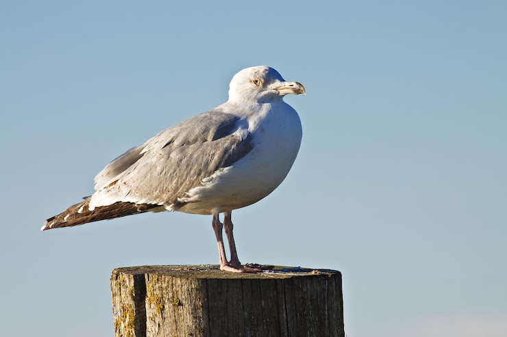 Foto uitzicht op een meeuw die op een houten paal zit