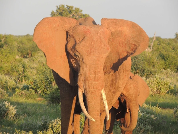 Uitzicht op een olifant die op het land staat