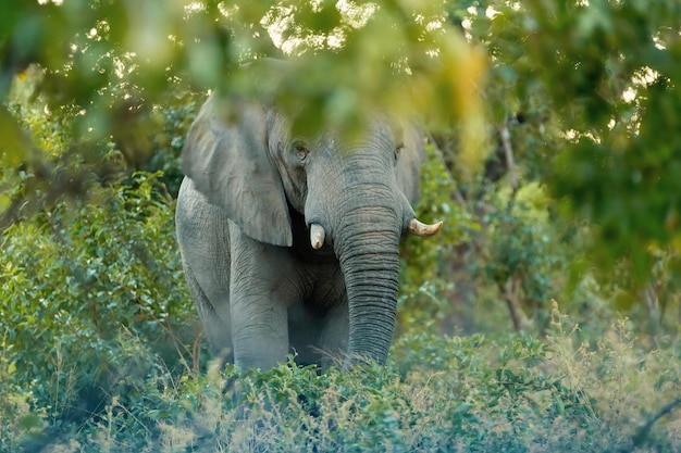 Foto uitzicht op een olifant in het bos