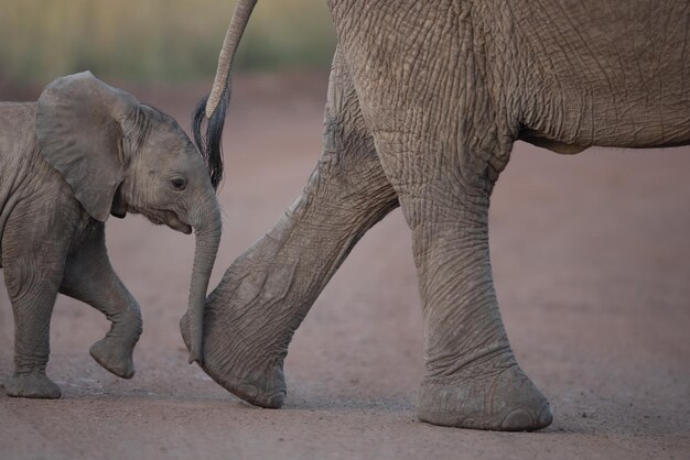 Foto uitzicht op een olifant