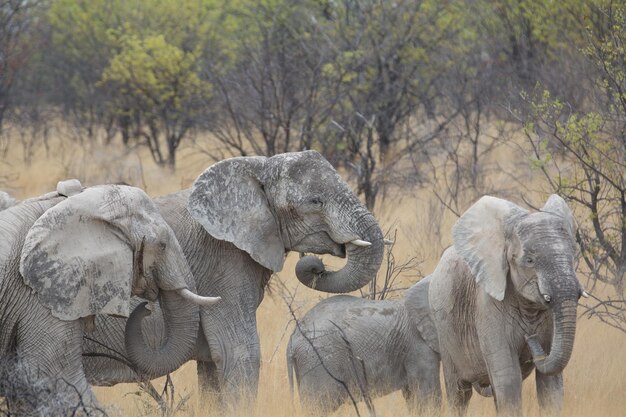 Foto uitzicht op een olifant