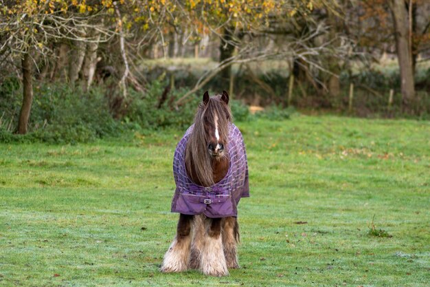 Foto uitzicht op een paard dat op het veld staat