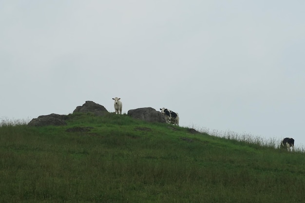 Uitzicht op een paard op een veld