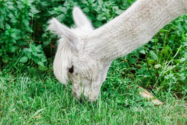 Uitzicht op een paard op het veld