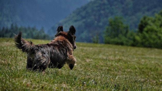 Uitzicht op een paard op het veld