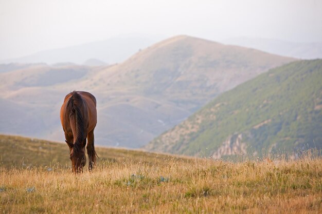 Foto uitzicht op een paard op het veld