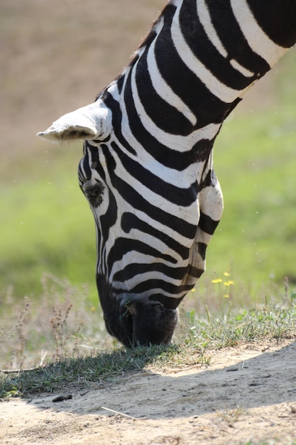 Foto uitzicht op een paard op het veld