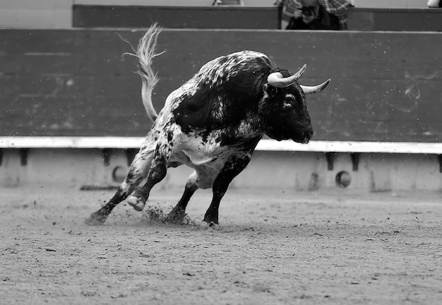 Uitzicht op een paard op het veld