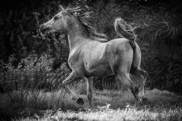 Foto uitzicht op een paard op het veld