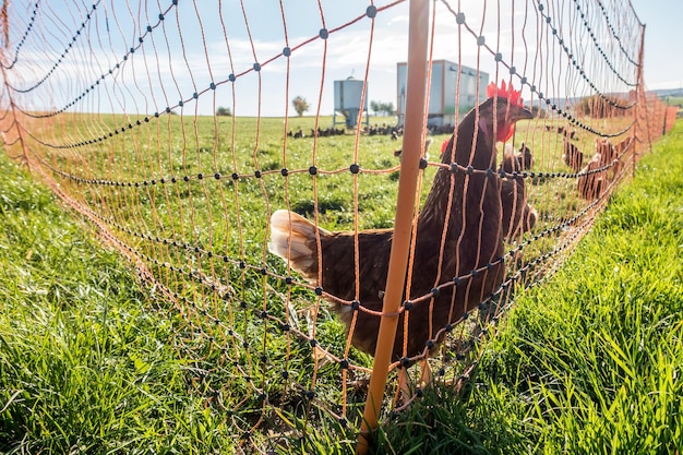 Uitzicht op een paard op het veld