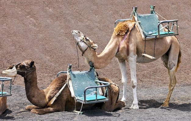 Foto uitzicht op een paardenkar