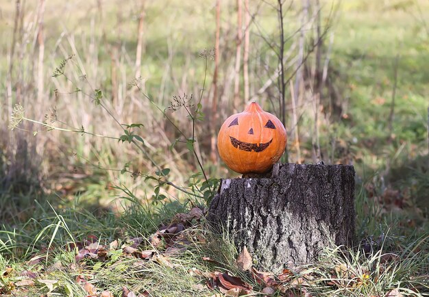 Foto uitzicht op een pompoen op het veld