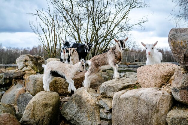 Foto uitzicht op een schaap op een rots