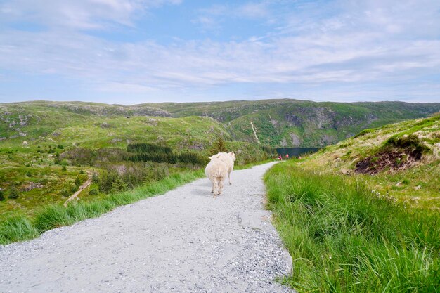 Foto uitzicht op een schaap op het landschap