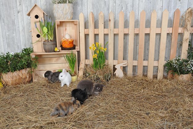 Uitzicht op een schaap tegen de muur