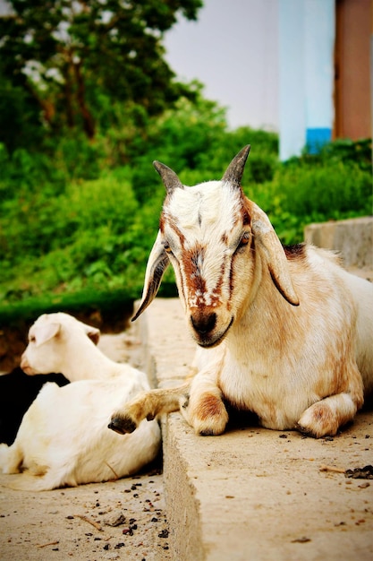 Foto uitzicht op een schaap