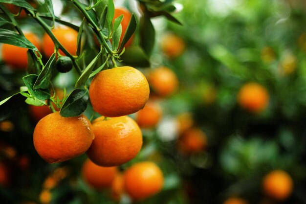 Uitzicht op een tak met heldere oranje mandarijnen op een boom Hue Vietnam