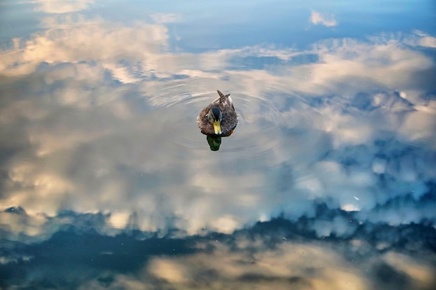 Foto uitzicht op een vogel die in de lucht vliegt