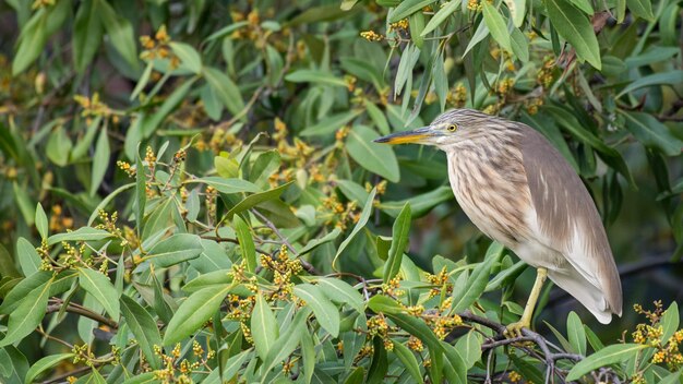 Foto uitzicht op een vogel die op een plant zit