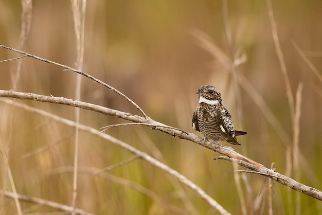 Foto uitzicht op een vogel die op een tak zit