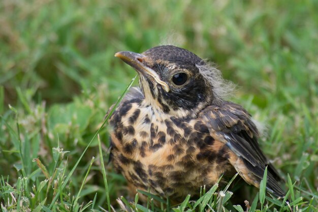 Foto uitzicht op een vogel die op het gras zit