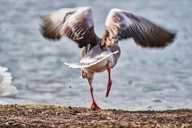 Foto uitzicht op een vogel die over het strand vliegt