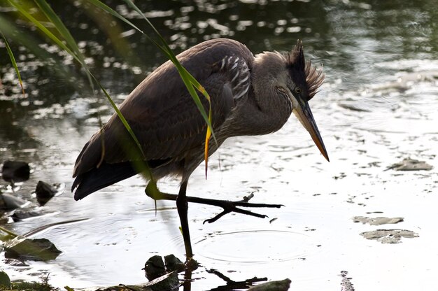 Foto uitzicht op een vogel die water drinkt