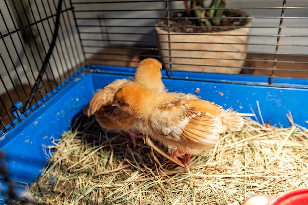 Uitzicht op een vogel in een kooi