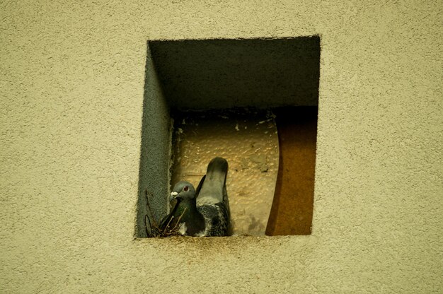 Foto uitzicht op een vogel in een muur