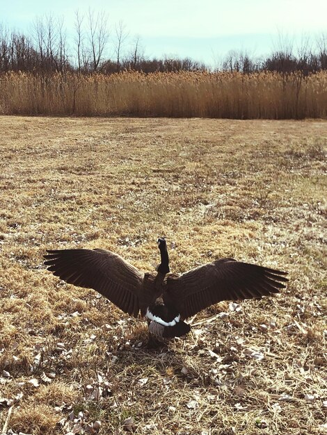 Foto uitzicht op een vogel op een veld