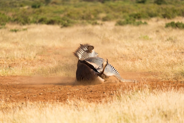 Foto uitzicht op een vogel op het land