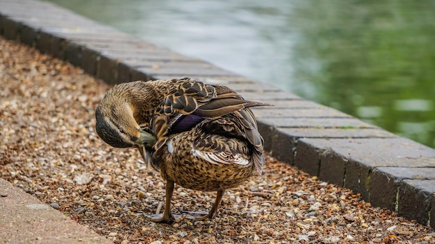 Foto uitzicht op een vogel op het meer