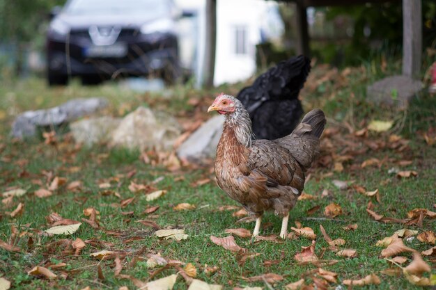 Uitzicht op een vogel op het veld