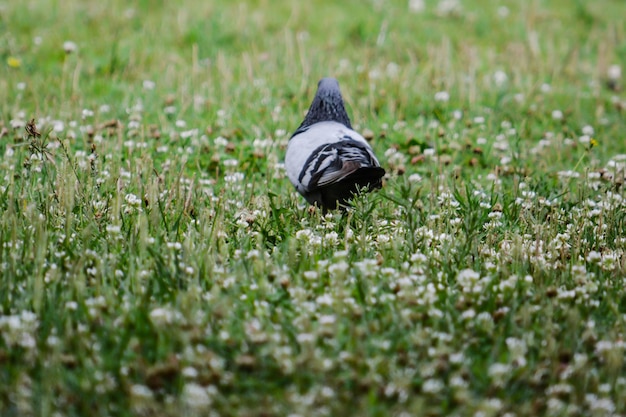 Uitzicht op een vogel op het veld