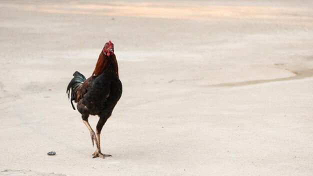 Foto uitzicht op een vogel op het zand