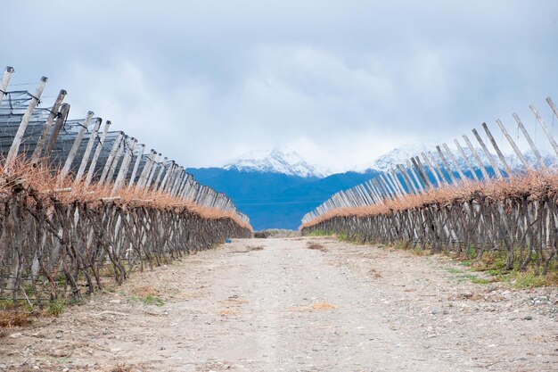 uitzicht op een wijngaard met bergachtige achtergrond in de provincie mendoza in de winter