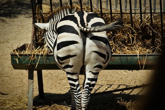 Foto uitzicht op een zebra in het veld