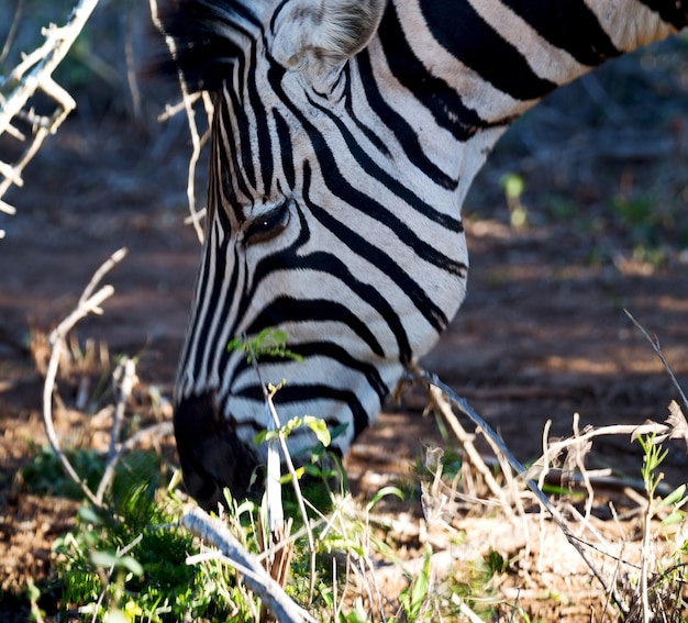Foto uitzicht op een zebra