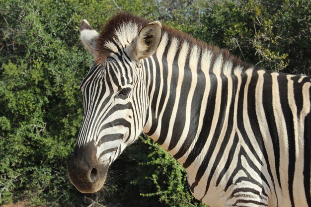 Foto uitzicht op een zebra